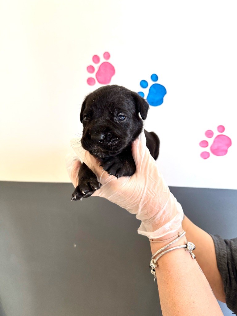 Au Royaume De Delio - Chiot disponible  - Cane Corso