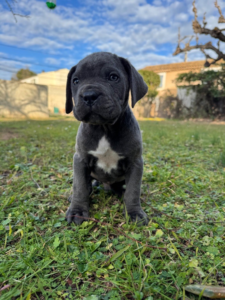 Au Royaume De Delio - Chiot disponible  - Cane Corso