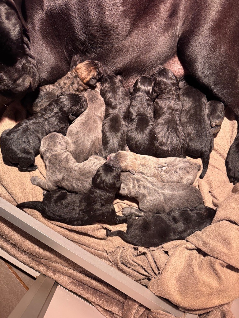 chiot Cane Corso Au Royaume De Delio