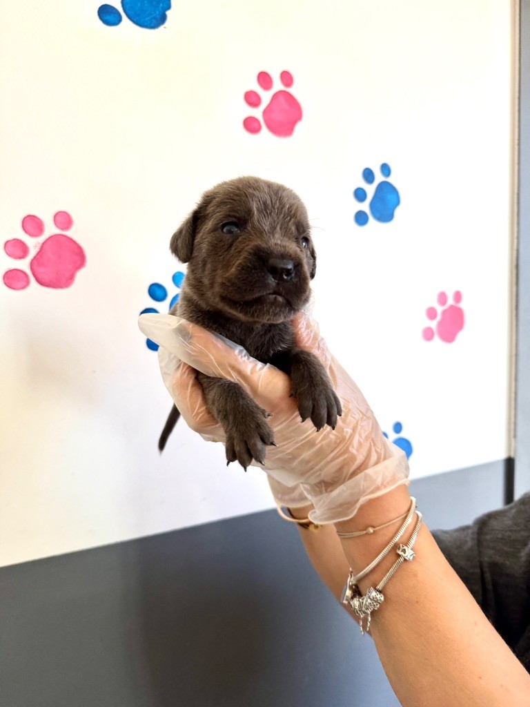 Au Royaume De Delio - Chiot disponible  - Cane Corso