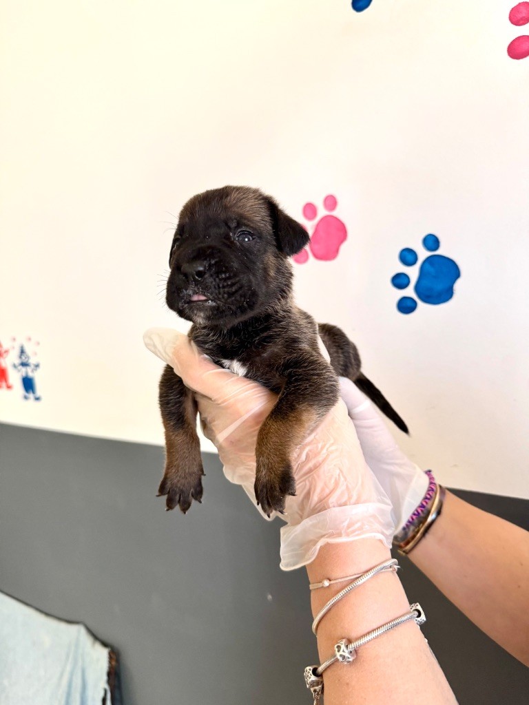 Au Royaume De Delio - Chiot disponible  - Cane Corso