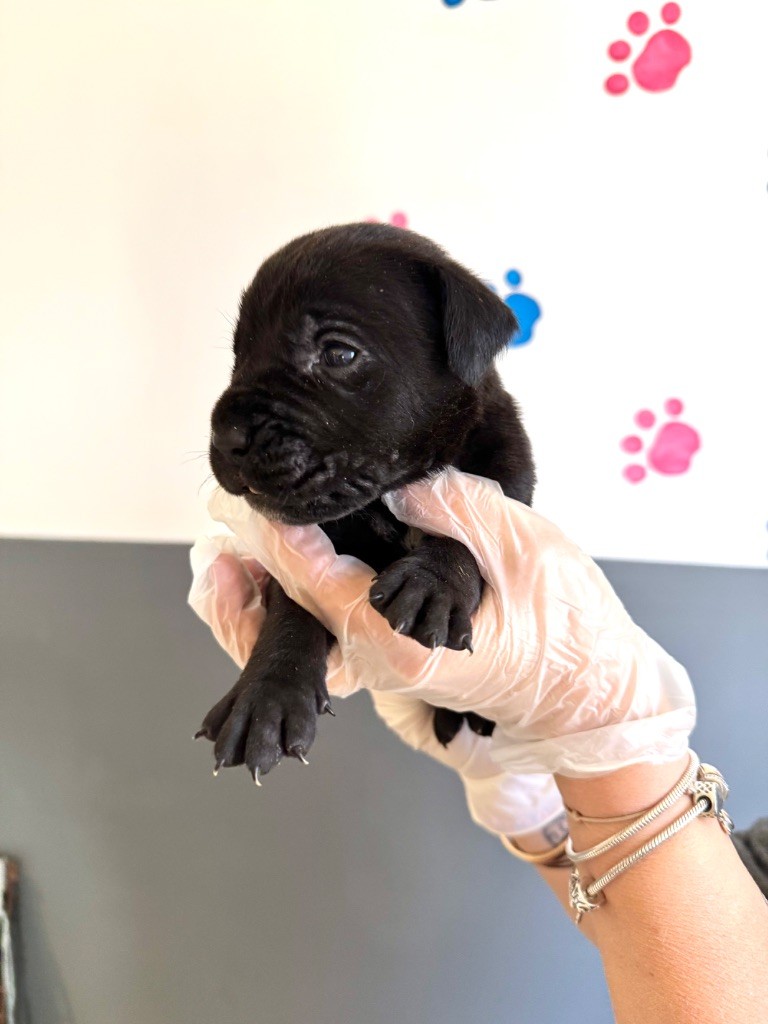 Au Royaume De Delio - Chiot disponible  - Cane Corso