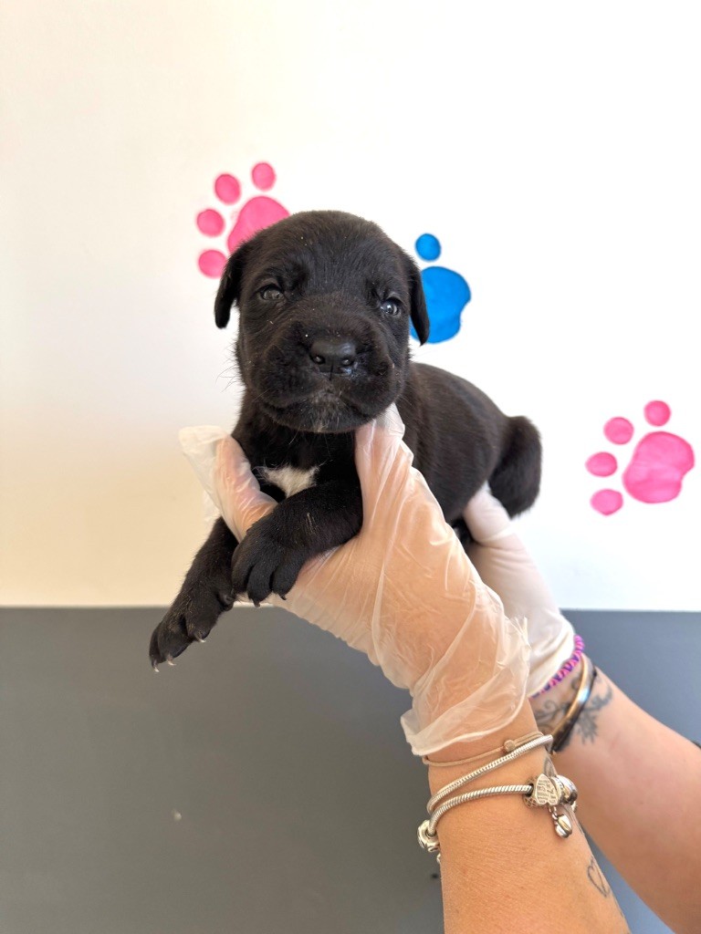 Au Royaume De Delio - Chiot disponible  - Cane Corso