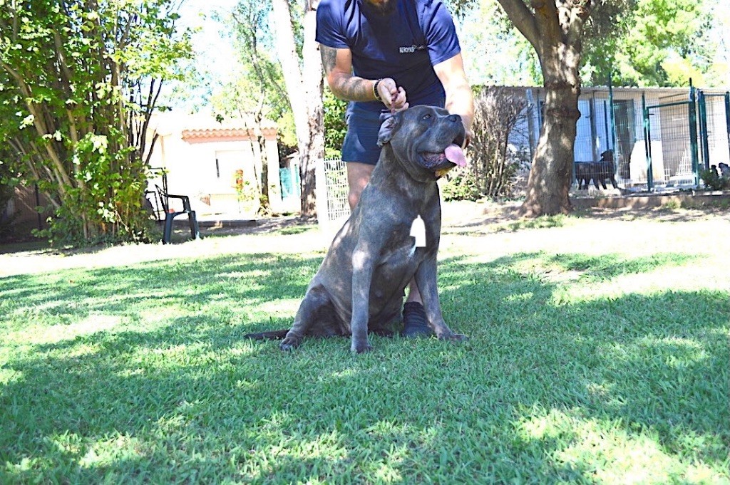 Shirley Des Gardiens De Cebenna