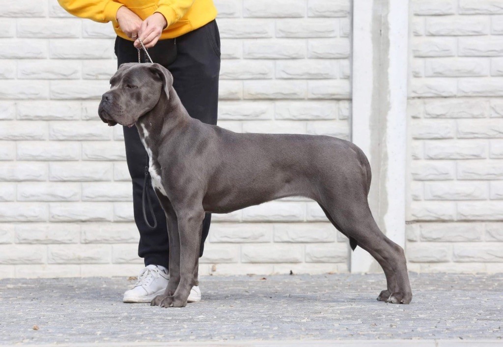 Athena de bella corso
