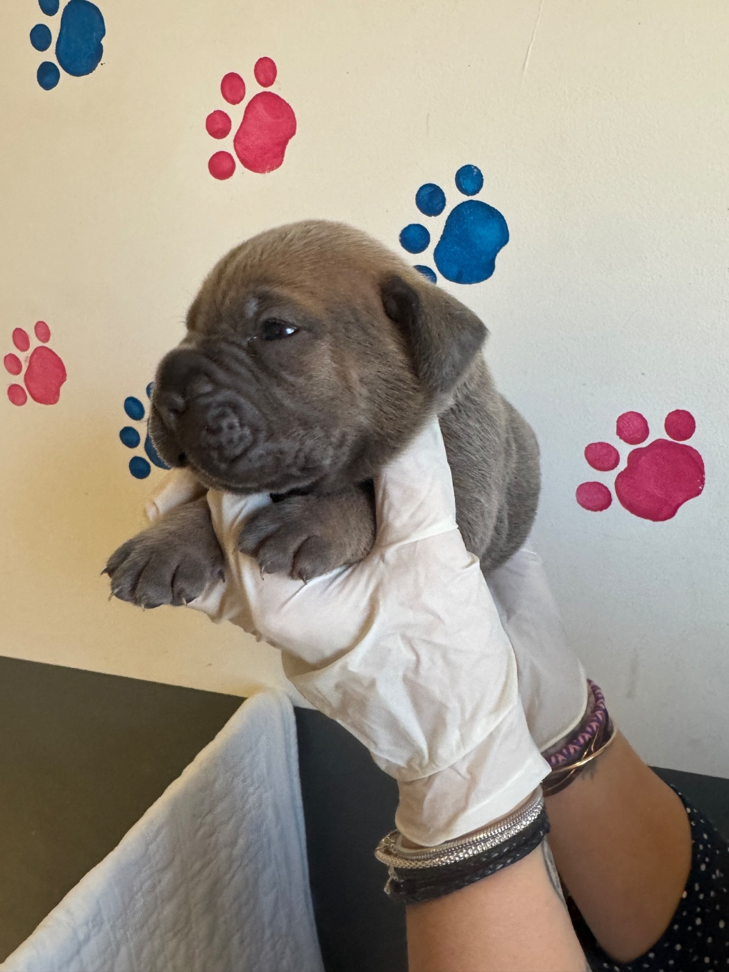 1 chiot mâle/1 femelle froment masque gris dispo à la resa 06 87 90 33 30