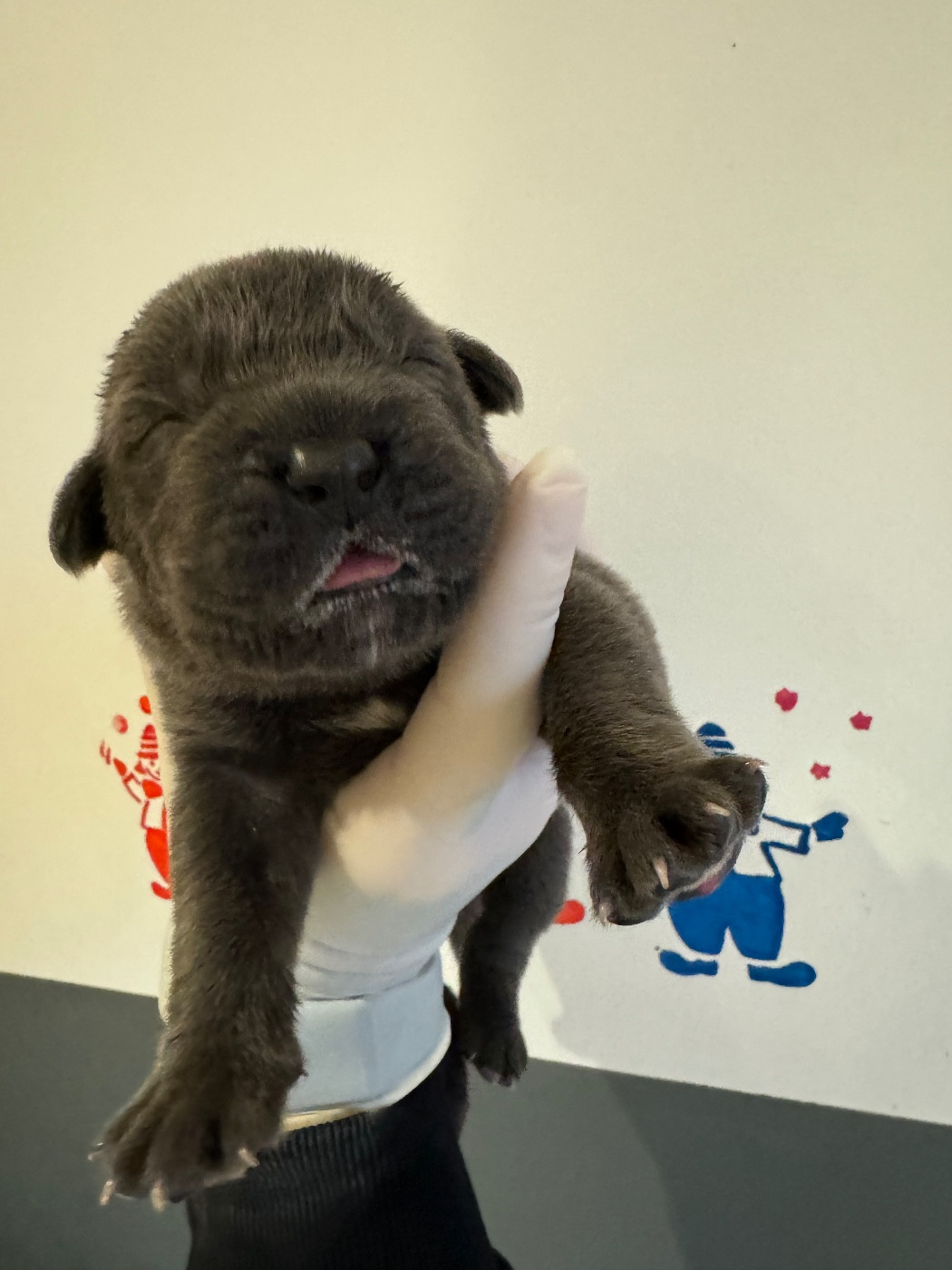 Chiots Femelle Gris/bleu Disponibles à la Resa 06 87 90 33 30