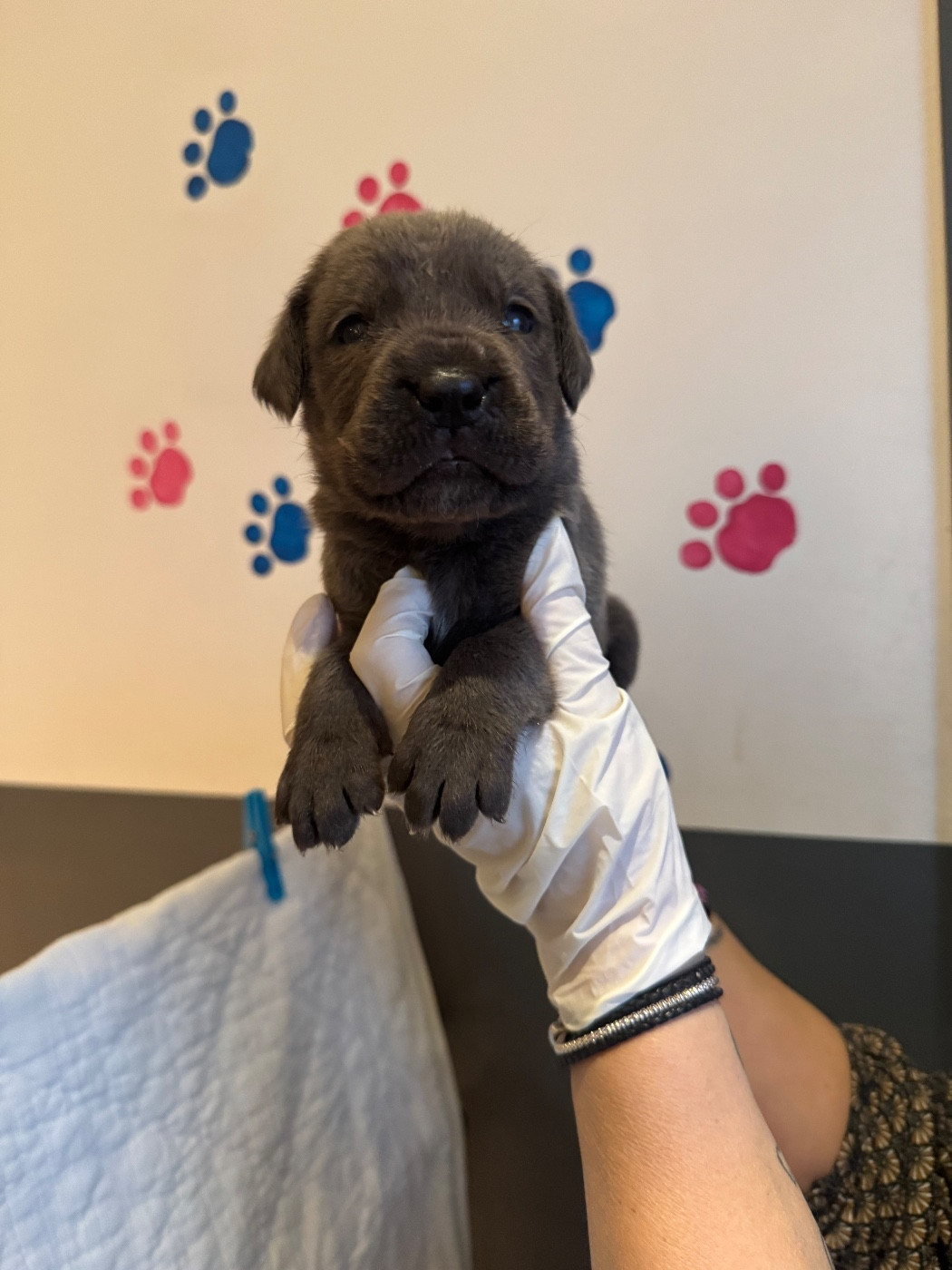 2 femelles gris/bleu dispo a la réservation 06 87 90 33 30