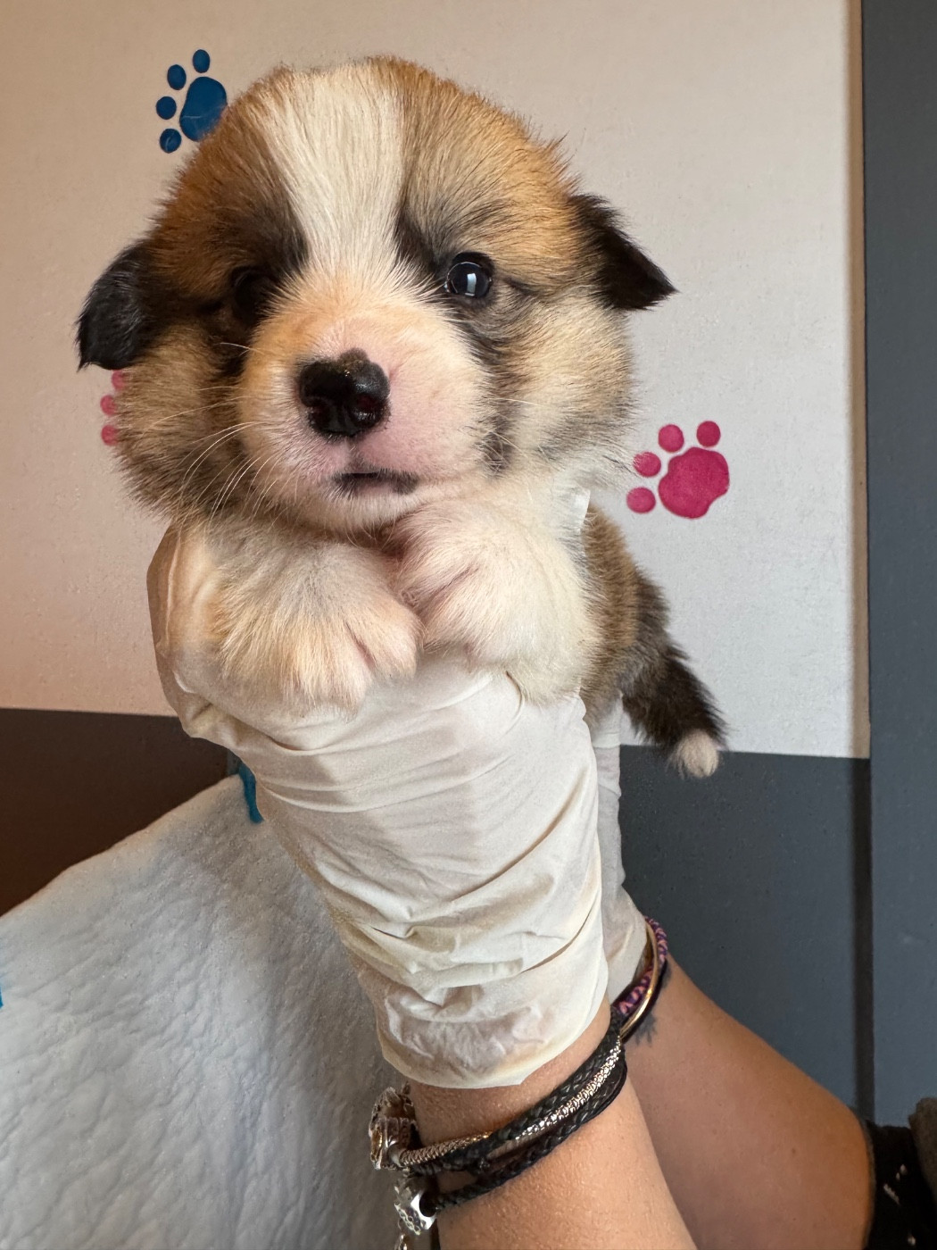 Prochaine naissance au printemps resa dispo 06 87 90 33 30