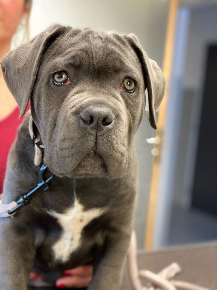 Prochaine naissance de chiot gris/bleu au printemps Resa dispo 06 87 90 33 30