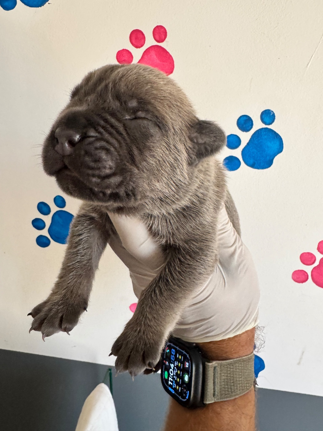 CHIOTS FEMELLES BLEU/GRIS et FROMENT MASQUE GRIS DISPO A LA RESERVATION 06 87 90 33 30