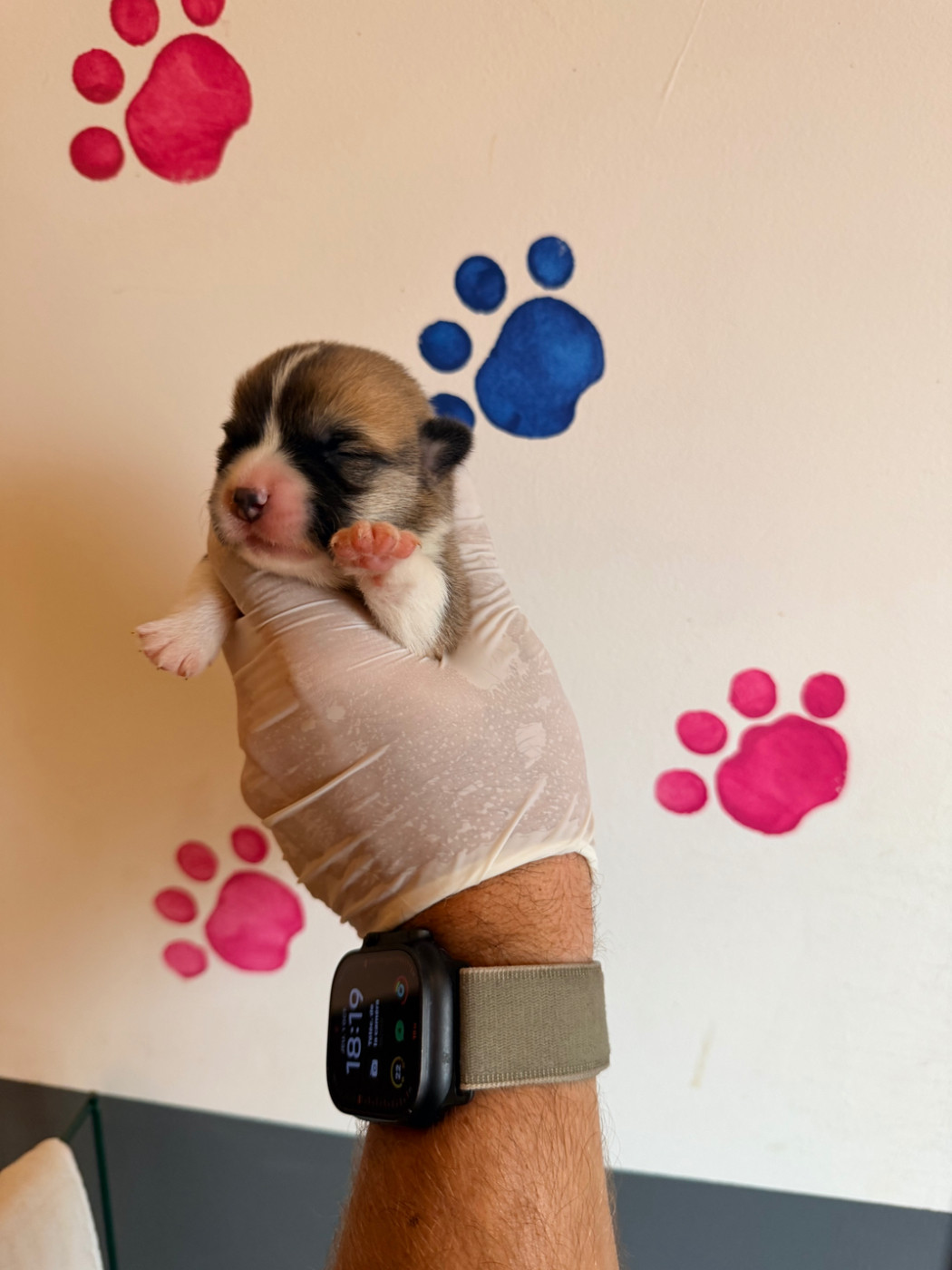 Chiots Dispo a la Reservation 06 87 90 33 30