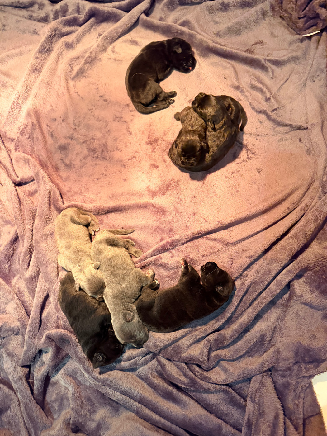 CHIOTS MALES ET FEMELLES DISPO A LA RESERVATION 0687903330 (du noir et du bleu )
