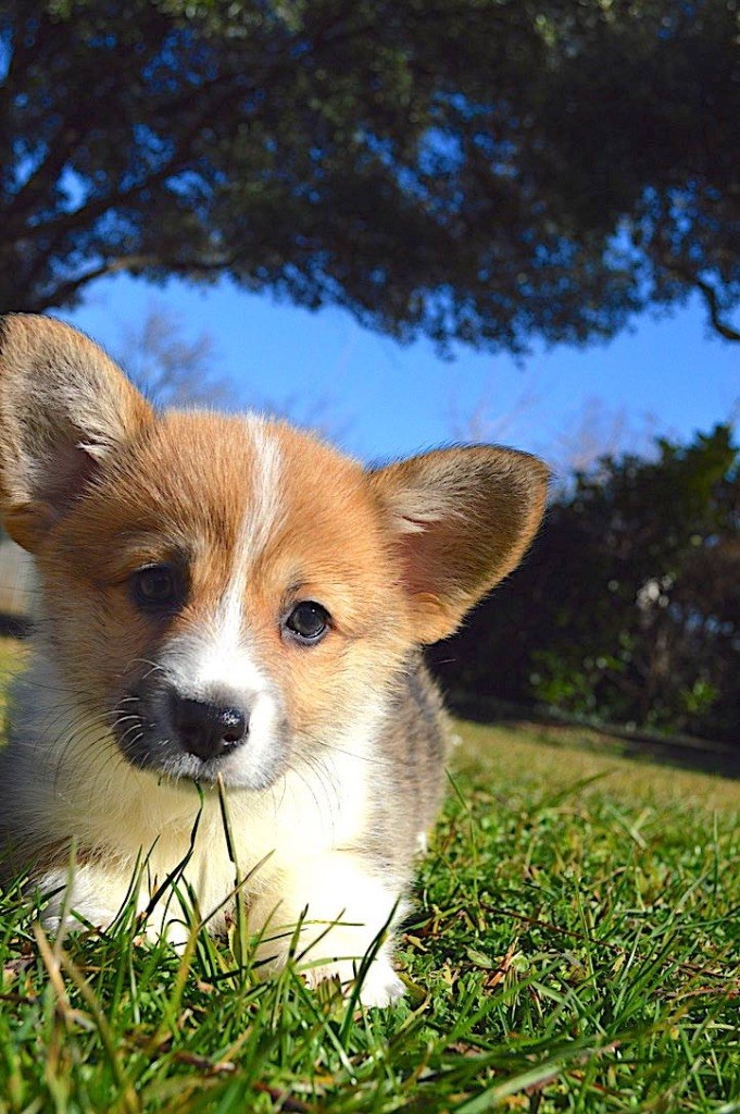 Reservation Disponibles Naissance a partir de Janvier  06.87.90.33.30