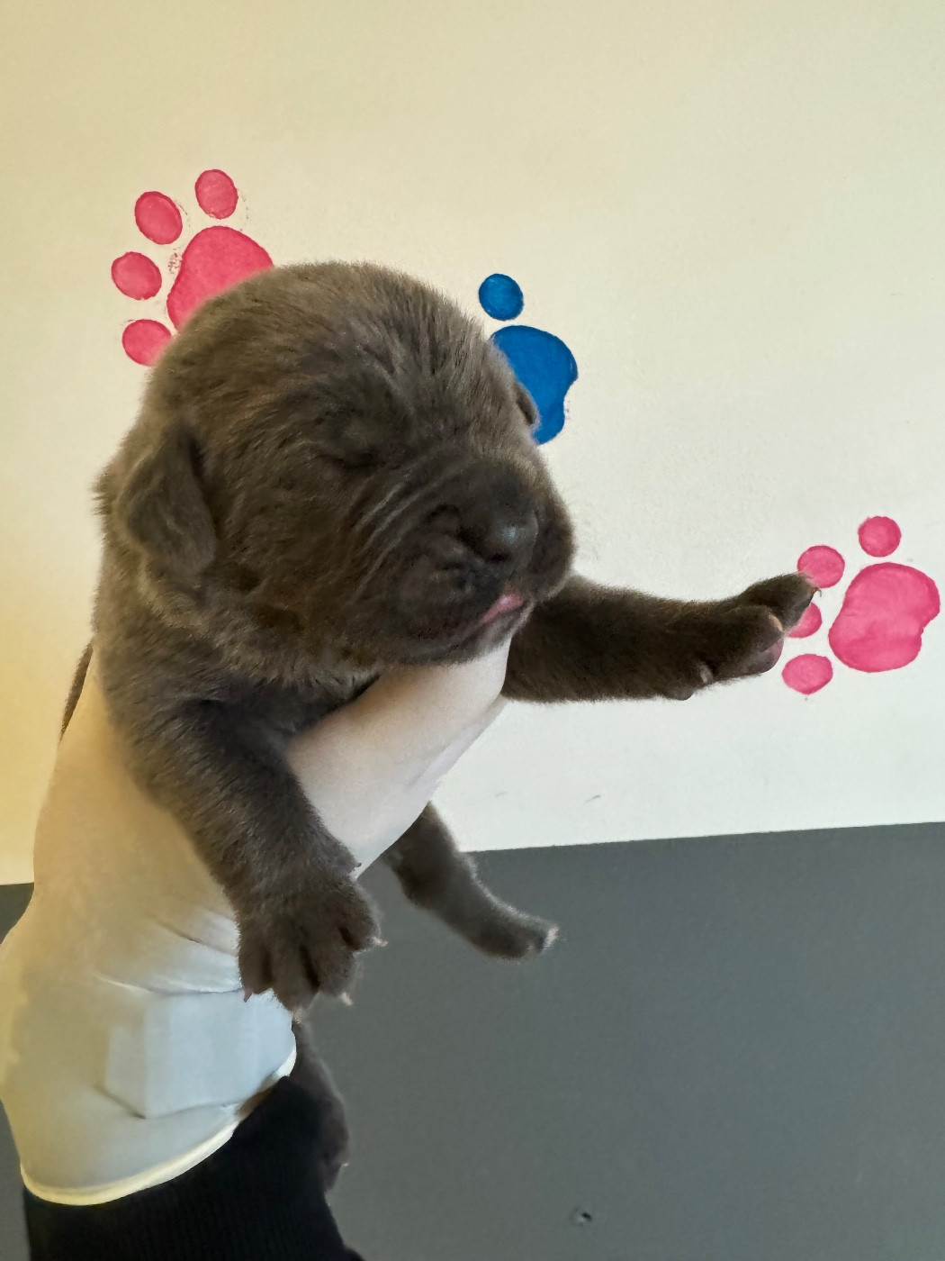 Au Royaume De Delio - Chiots disponibles - Cane Corso