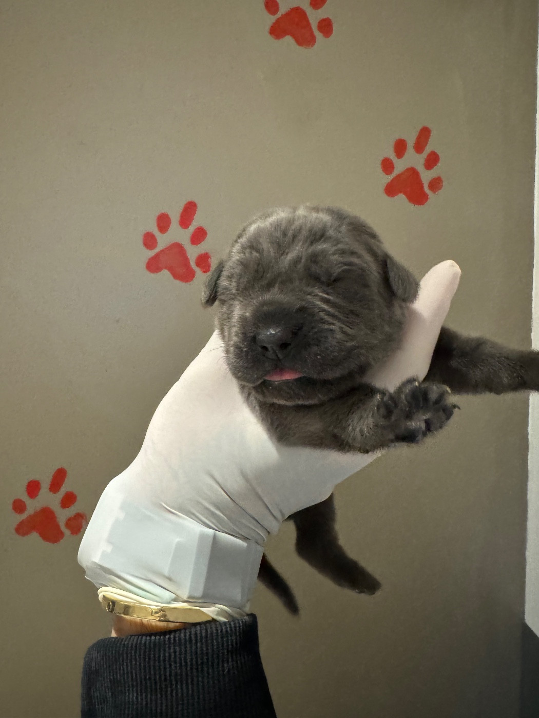 Au Royaume De Delio - Chiots disponibles - Cane Corso