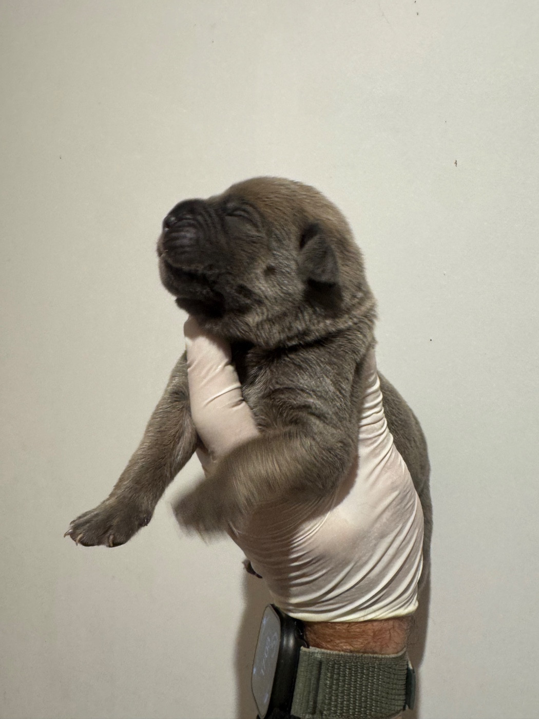 Au Royaume De Delio - Chiots disponibles - Cane Corso