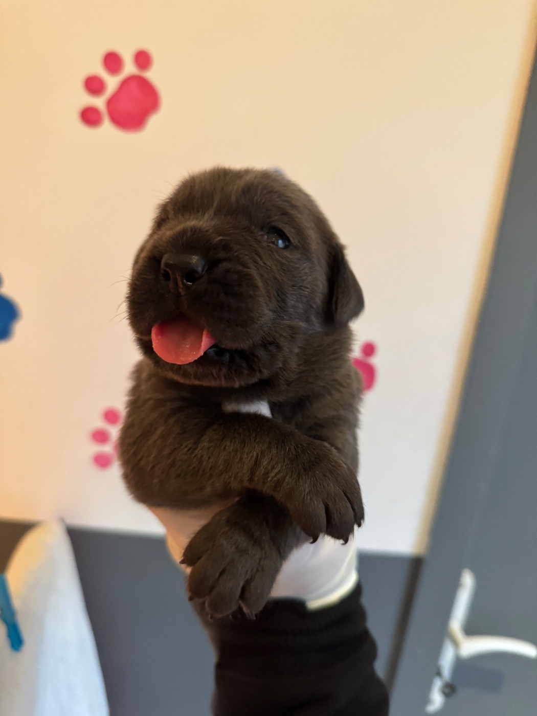 Au Royaume De Delio - Chiots disponibles - Cane Corso