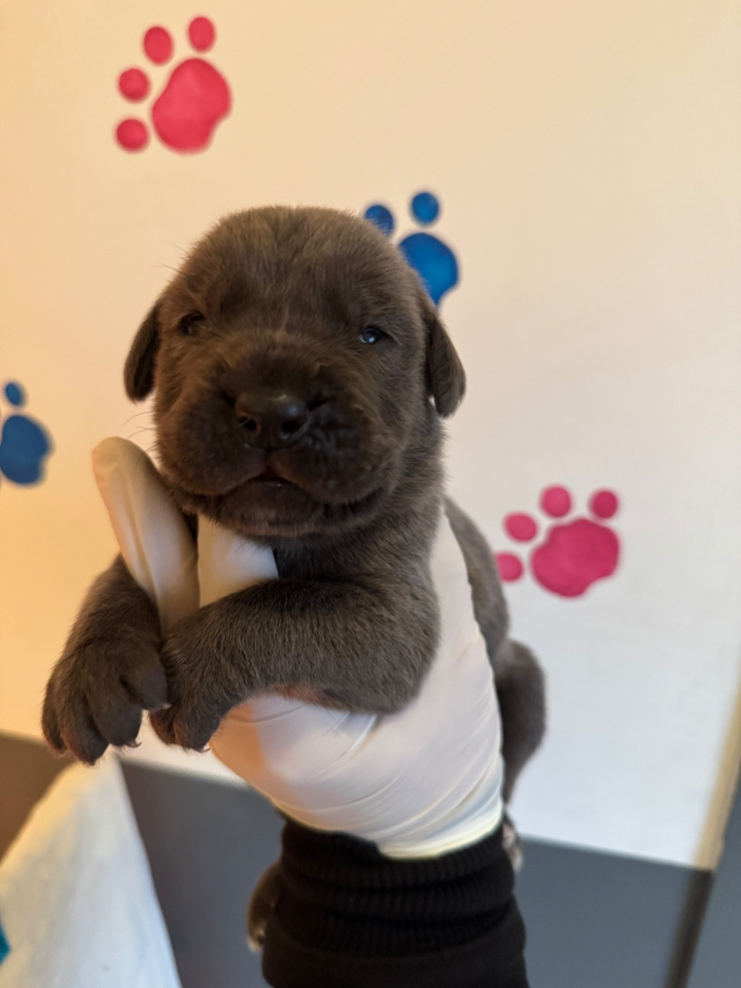Au Royaume De Delio - Chiots disponibles - Cane Corso