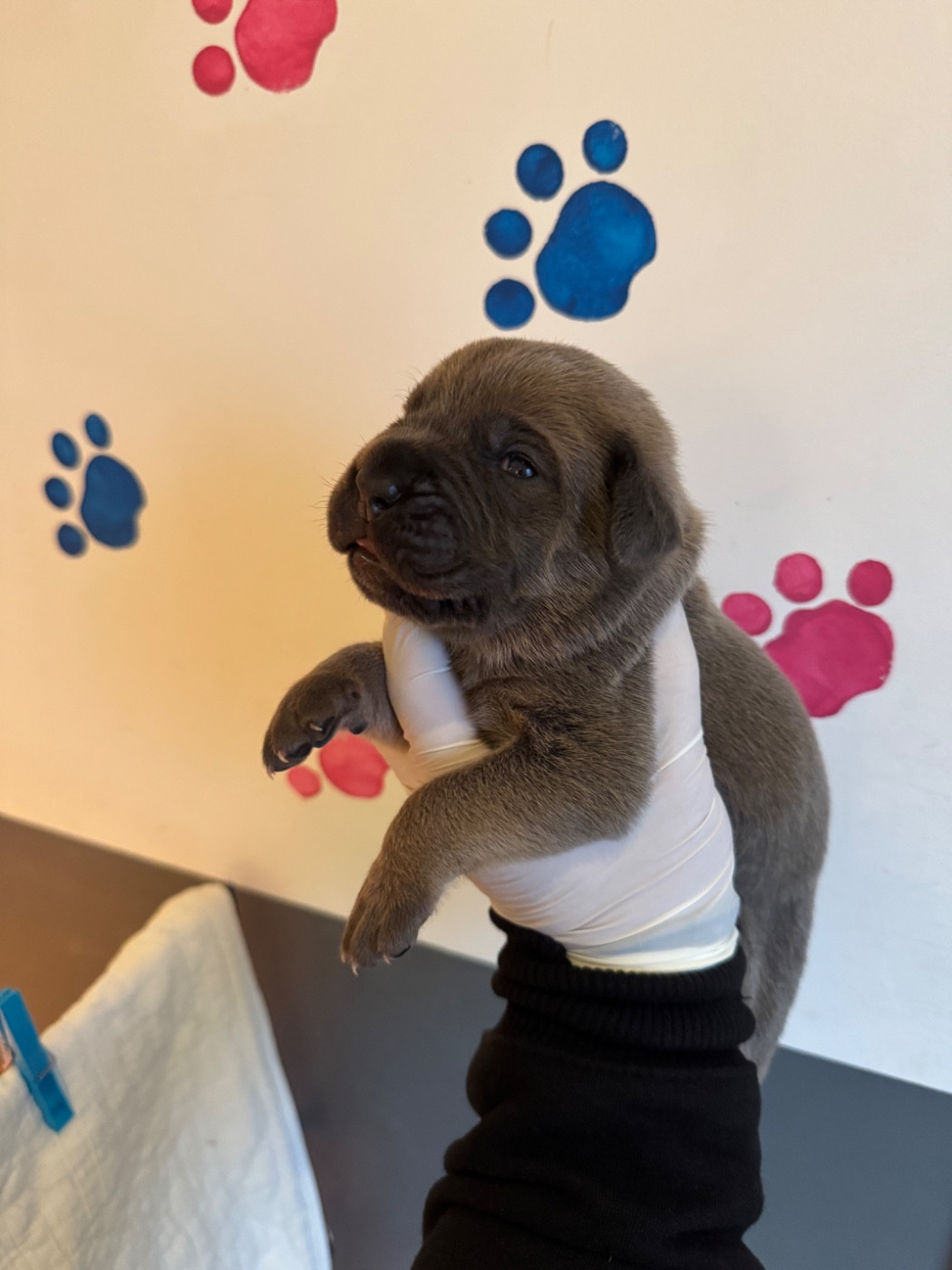 Au Royaume De Delio - Chiots disponibles - Cane Corso