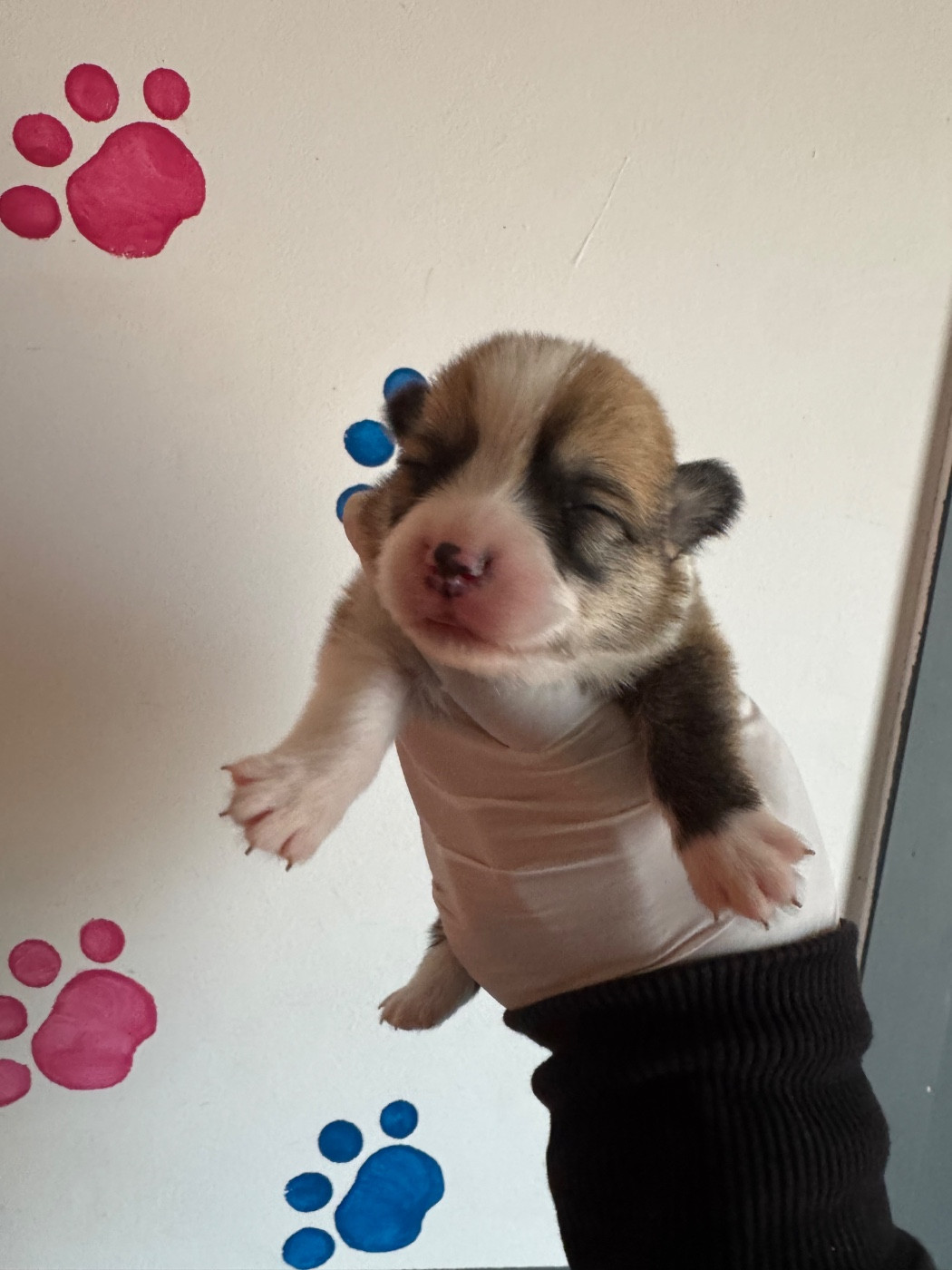 Au Royaume De Delio - Welsh Corgi Pembroke - Portée née le 18/02/2026
