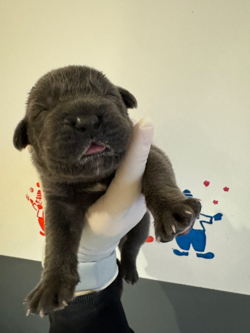 Au Royaume De Delio - Chiots disponibles - Cane Corso