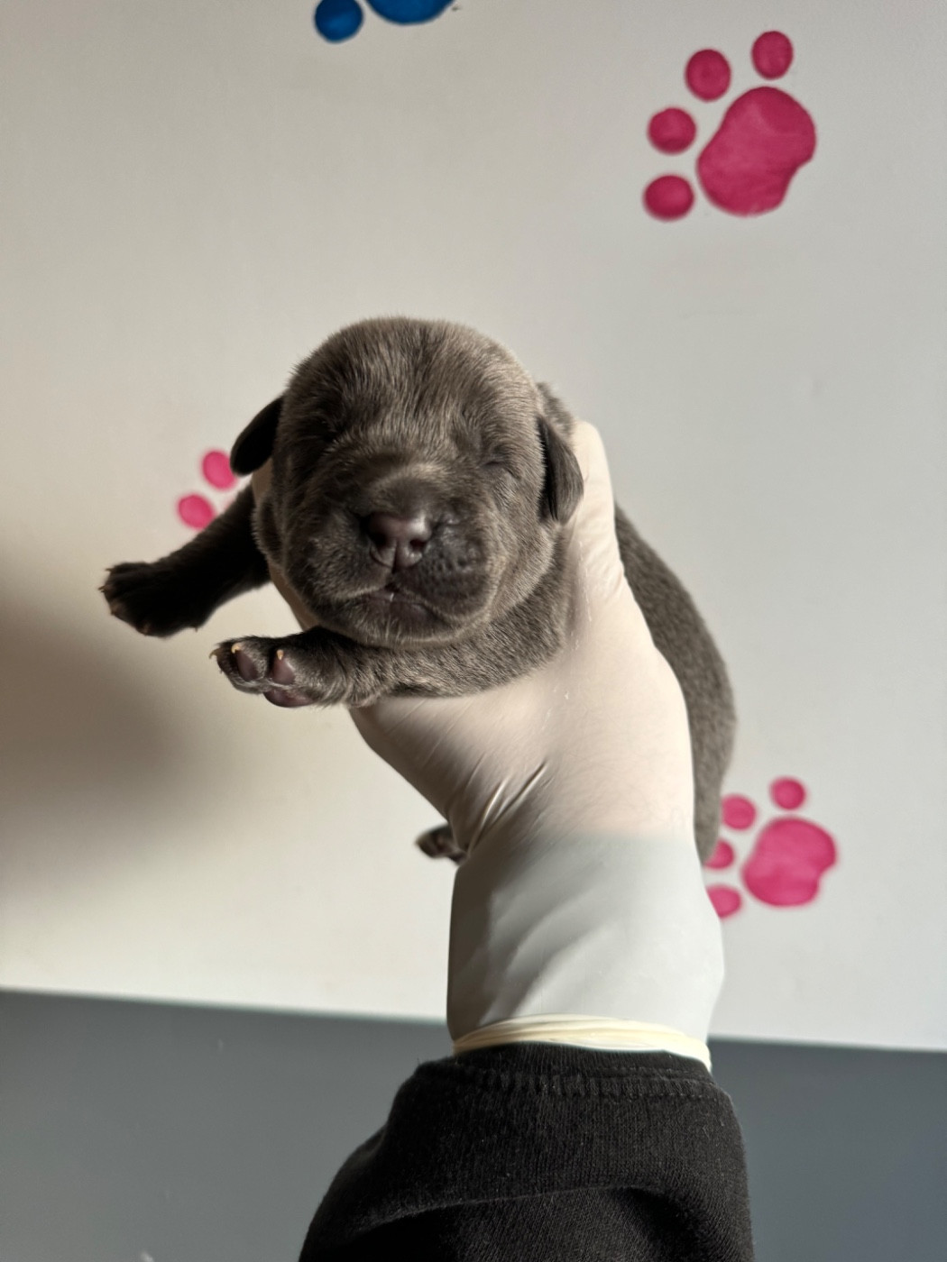 Au Royaume De Delio - Chiots disponibles - Cane Corso