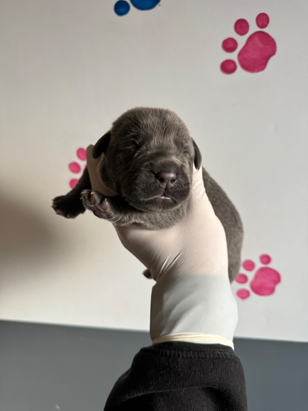 Au Royaume De Delio - Chiots disponibles - Cane Corso