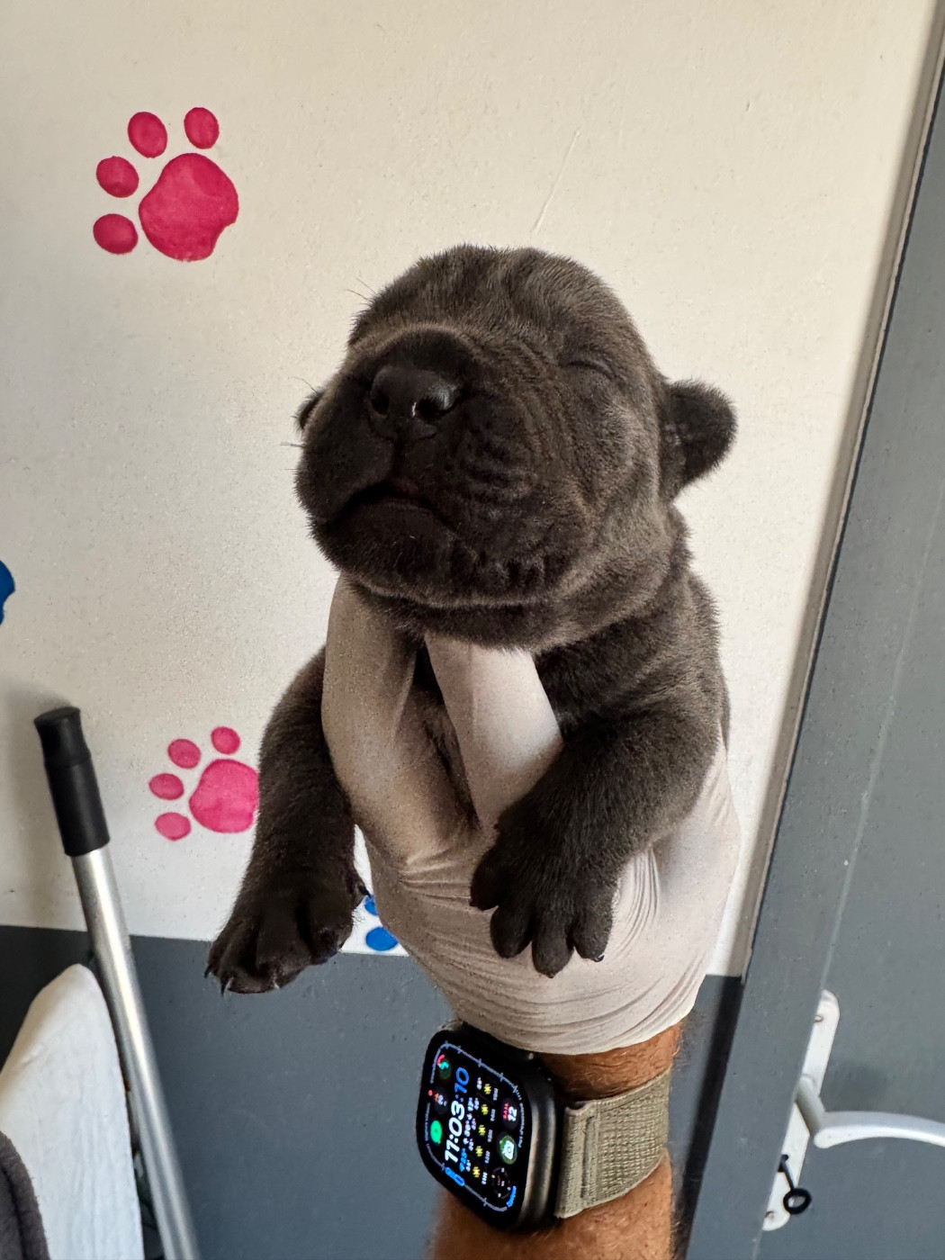 Au Royaume De Delio - Chiots disponibles - Cane Corso