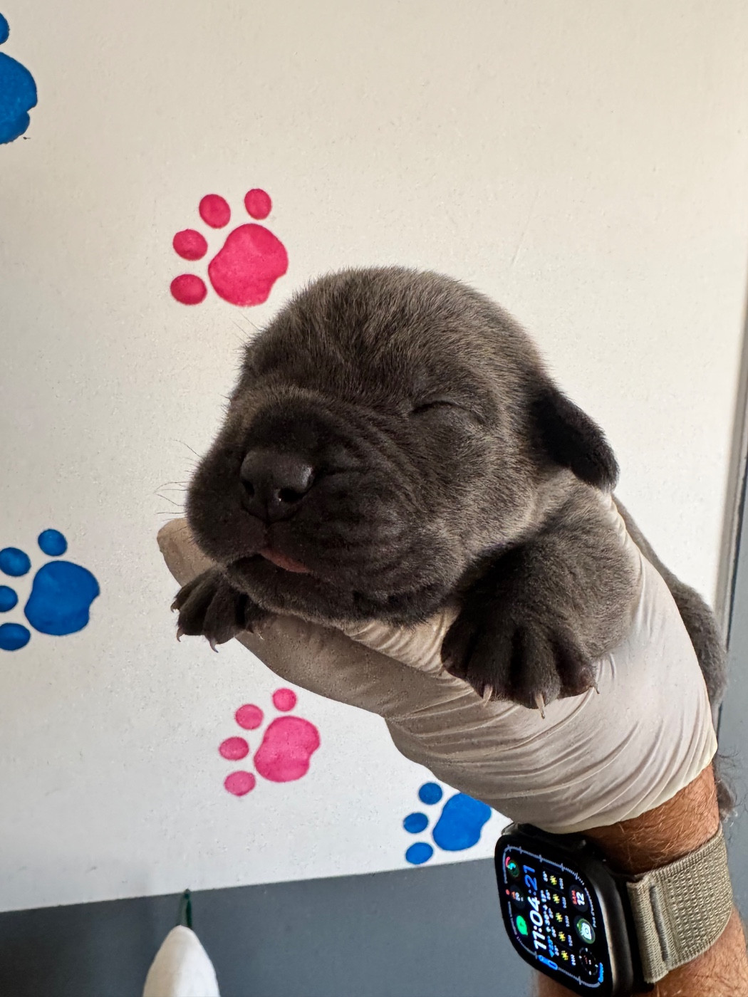 Au Royaume De Delio - Chiots disponibles - Cane Corso
