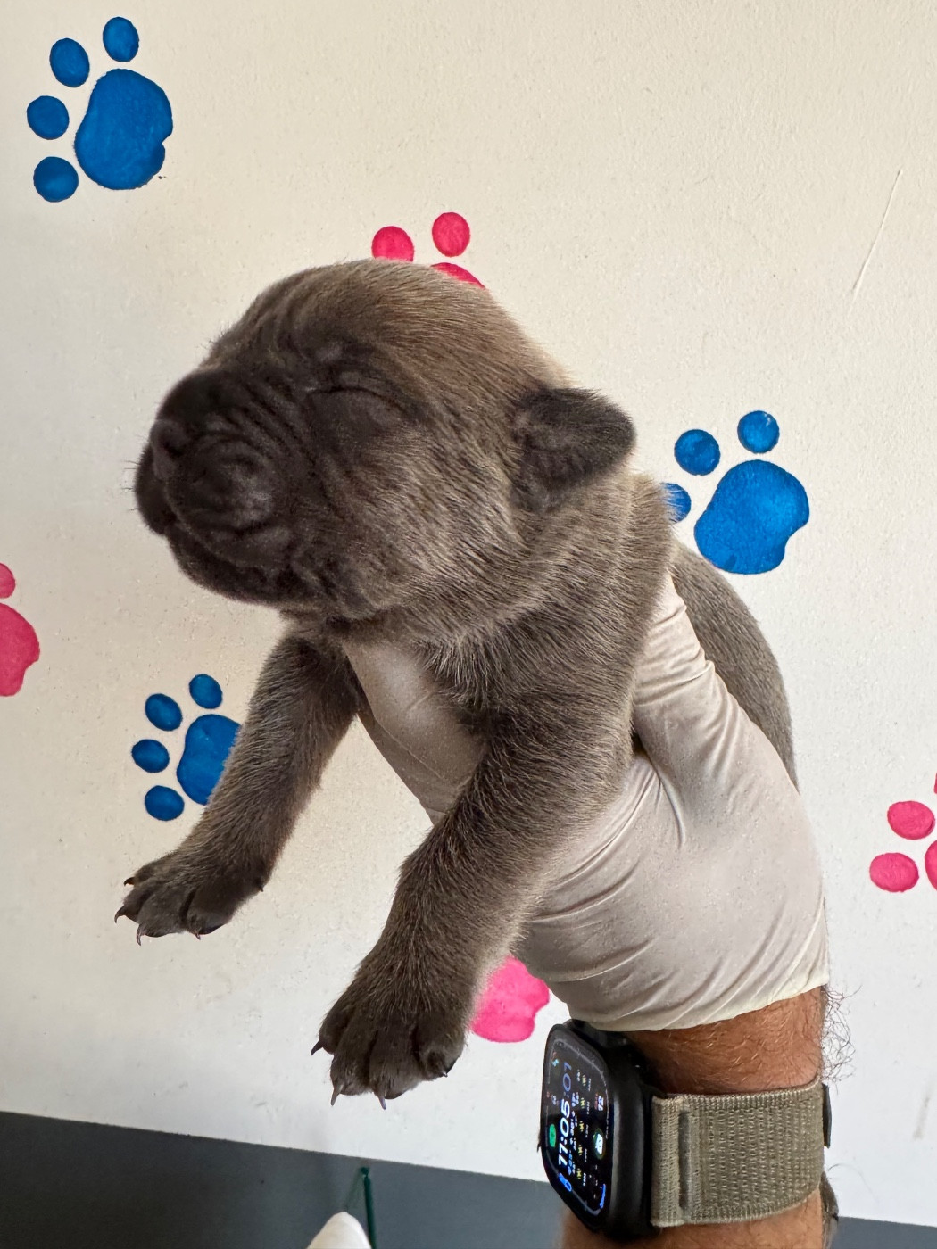Au Royaume De Delio - Chiots disponibles - Cane Corso