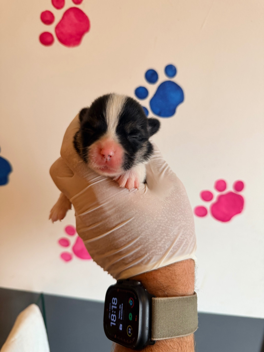 Au Royaume De Delio - Chiots disponibles - Welsh Corgi Pembroke