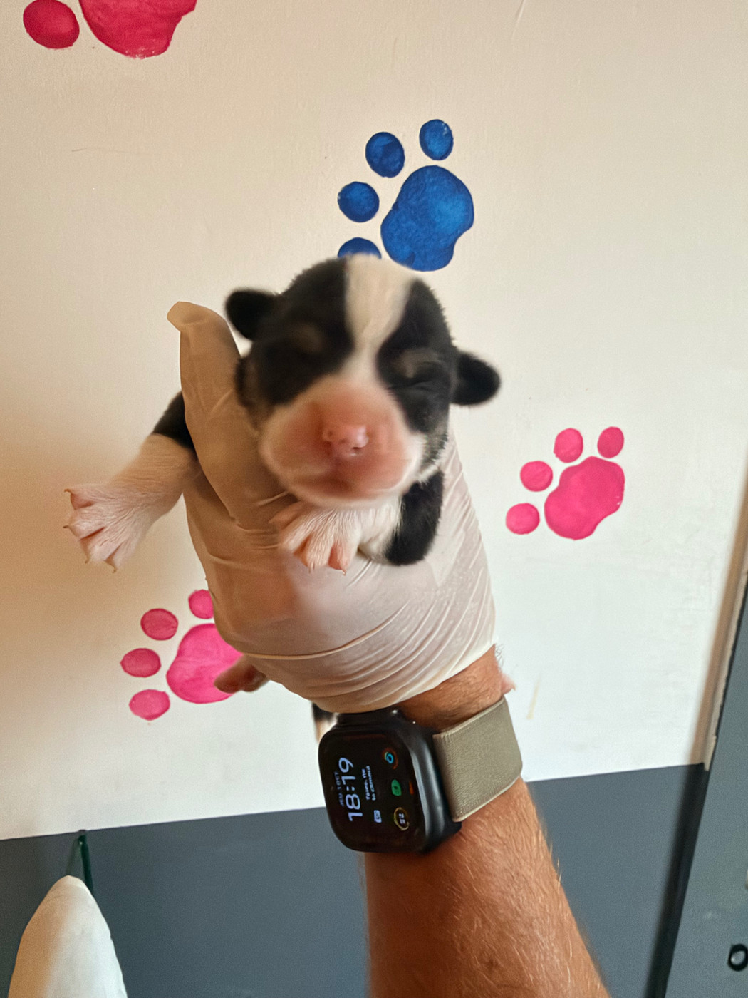 Au Royaume De Delio - Chiots disponibles - Welsh Corgi Pembroke