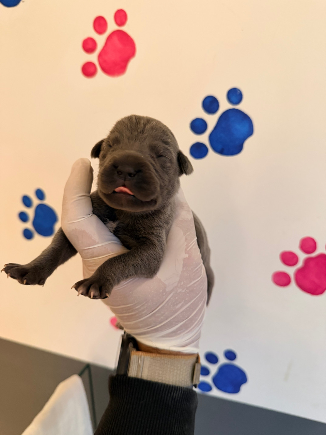 Au Royaume De Delio - Chiots disponibles - Cane Corso