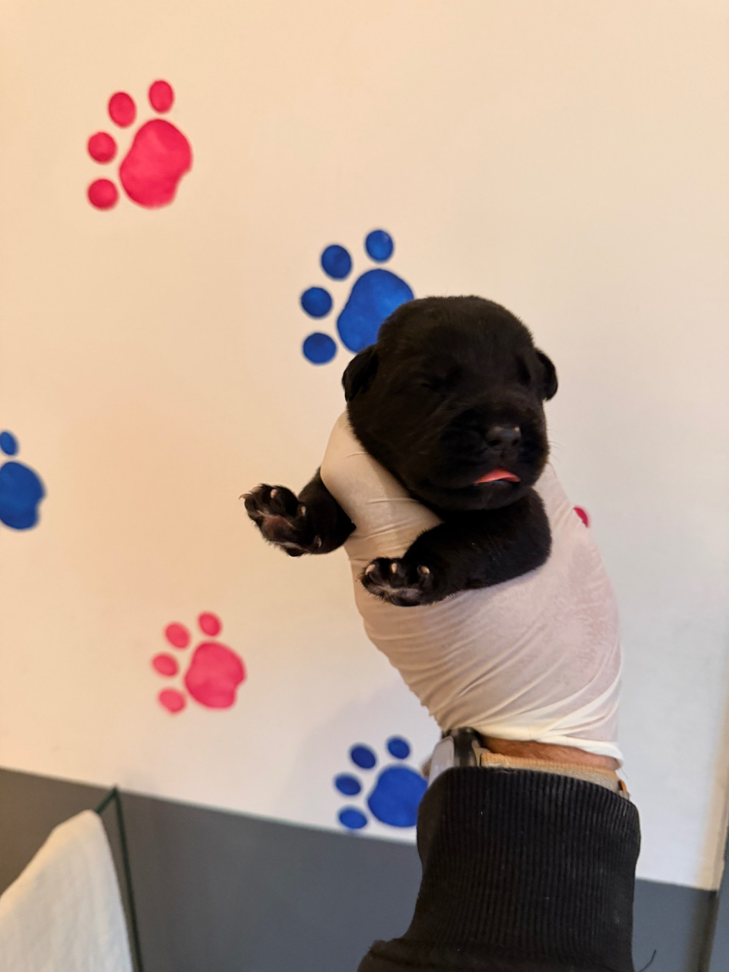 Au Royaume De Delio - Chiots disponibles - Cane Corso
