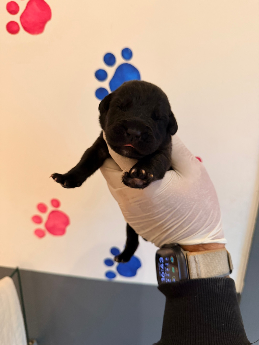 Au Royaume De Delio - Chiots disponibles - Cane Corso