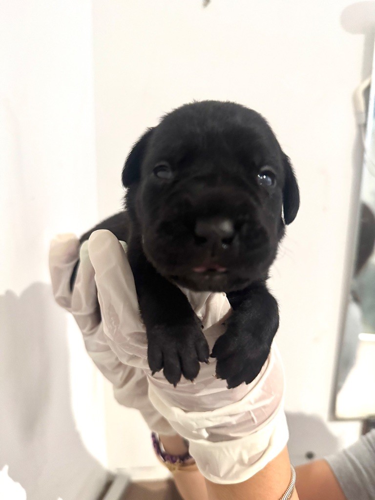 Au Royaume De Delio - Chiots disponibles - Cane Corso