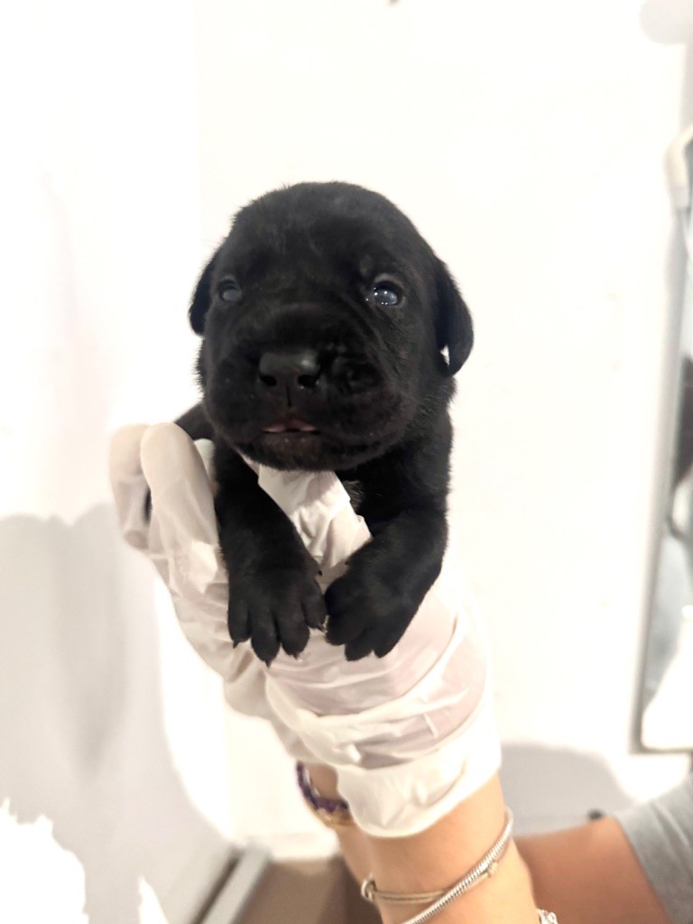 Au Royaume De Delio - Chiots disponibles - Cane Corso