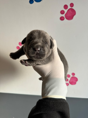 CHIOT 6