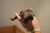 CHIOT