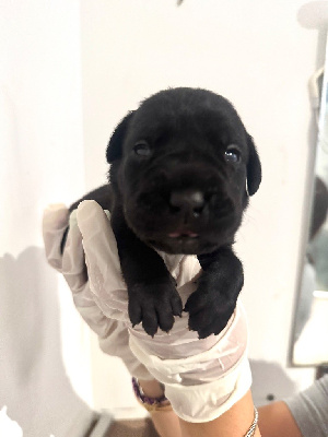 CHIOT