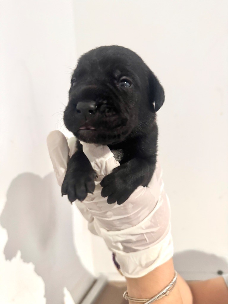 Au Royaume De Delio - Chiots disponibles - Cane Corso