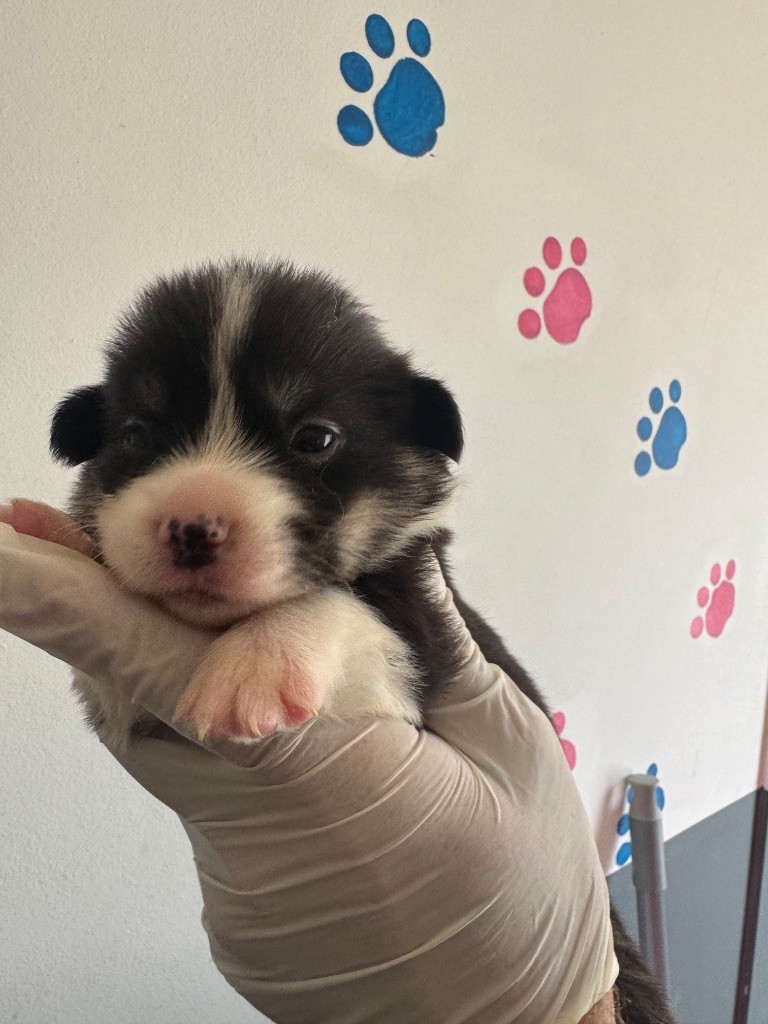 Au Royaume De Delio - Chiots disponibles - Welsh Corgi Pembroke