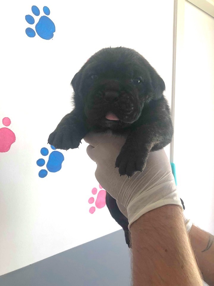 Au Royaume De Delio - Cane Corso - Portée née le 26/04/2019